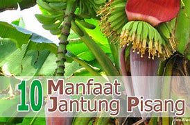 Manfaat Jantung Pisang Untuk Wanita